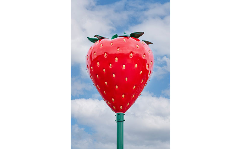 いちご狩り40分食べ放題 65歳以上1名 いちご狩り 食べ放題 40分 いちご イチゴ 苺 観光 レジャー 兵庫県 加西市