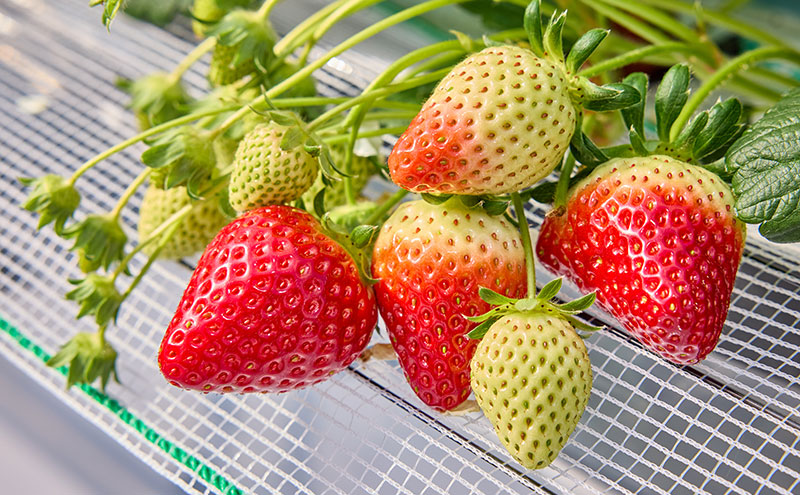 いちご狩り40分食べ放題 中学生以上1名 いちご狩り 食べ放題 40分 いちご イチゴ 苺 観光 レジャー 兵庫県 加西市