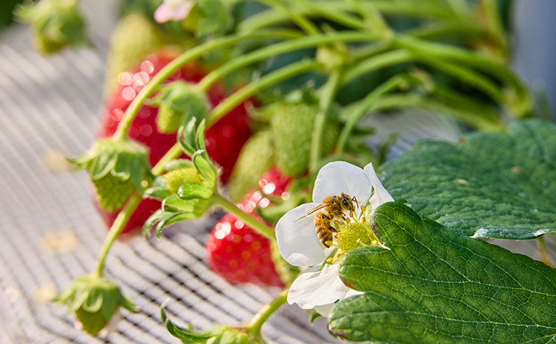 いちご狩り40分食べ放題 中学生以上1名 いちご狩り 食べ放題 40分 いちご イチゴ 苺 観光 レジャー 兵庫県 加西市