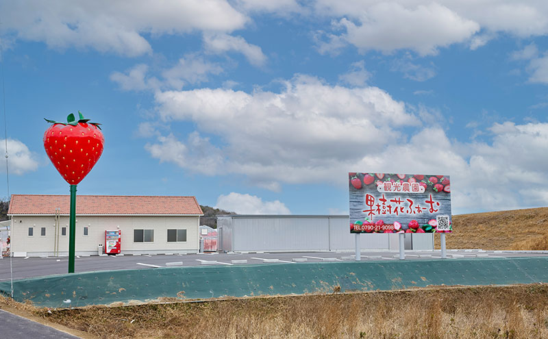 いちご狩り40分食べ放題 中学生以上1名 いちご狩り 食べ放題 40分 いちご イチゴ 苺 観光 レジャー 兵庫県 加西市