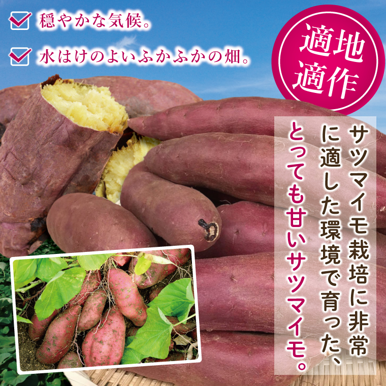 焼き芋好きのための黄金色で蜜たっぷりサツマイモ 紅はるか 約5kg｜さつまいも サツマイモ お芋 紅はるか 蜜 やきいも 焼き芋 ヤキイモ 茨城県 行方市(BI-71)