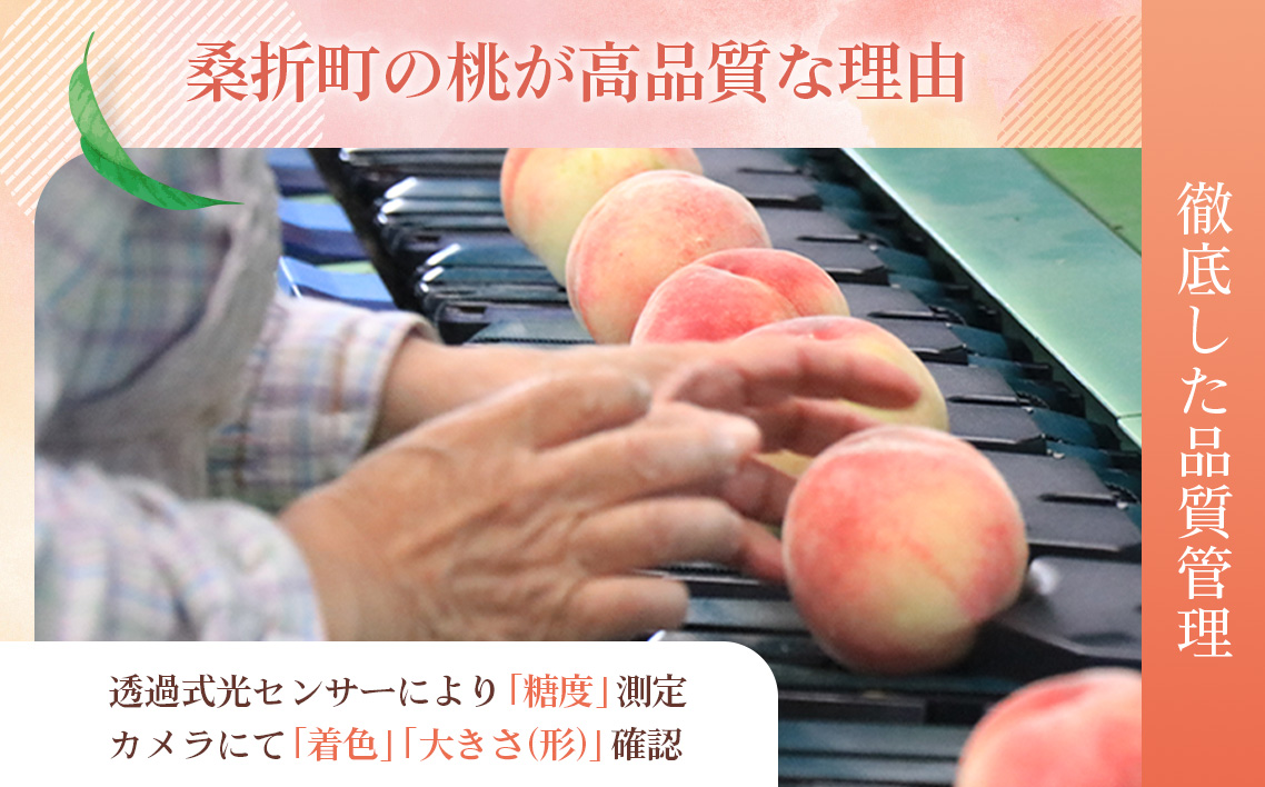 福島県桑折町のふるさと納税 No.099 もも【あかつき・2026年産先行受付】特秀約5kg「献上桃の郷ブランド品」桑折町産　JAふくしま未来　桃