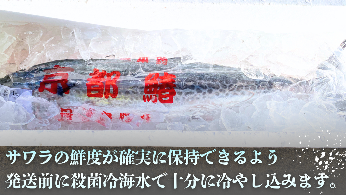 一本釣「特選船上活〆サワラ」京都宮津