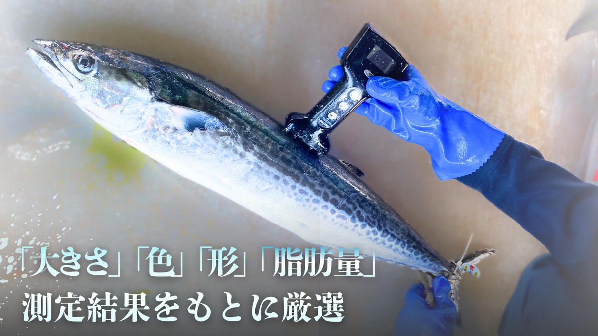 一本釣「特選船上活〆サワラ」京都宮津