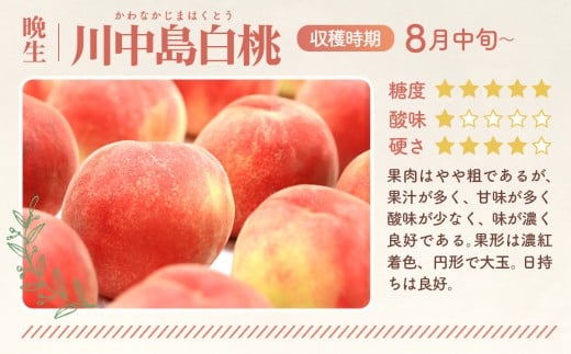 福島県桑折町のふるさと納税 No.138 もも【川中島白桃・2026年産先行受付】特秀1.5kg　桑折町産　JAふくしま未来　桃