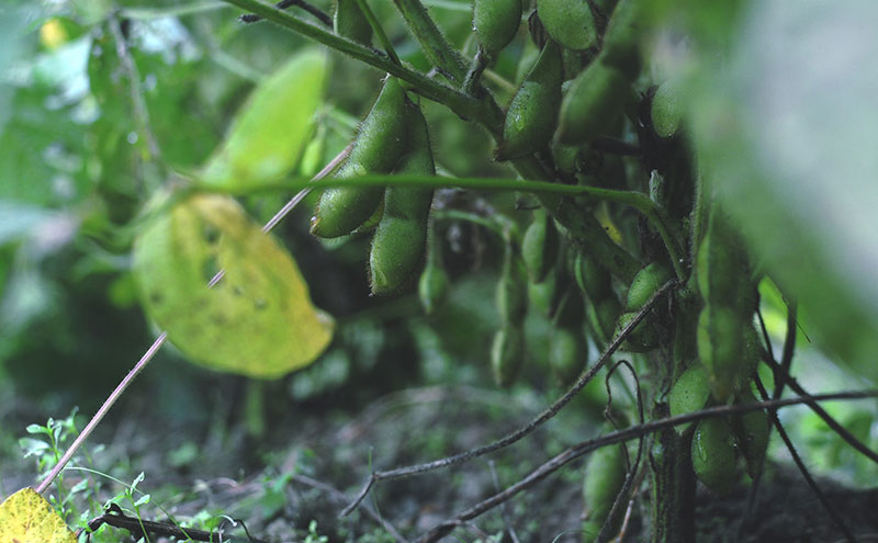 【2026年10月発送】有機黒枝豆 ひかり姫 1kg 200g×5袋 さや 希少 先行 予約 おつまみ