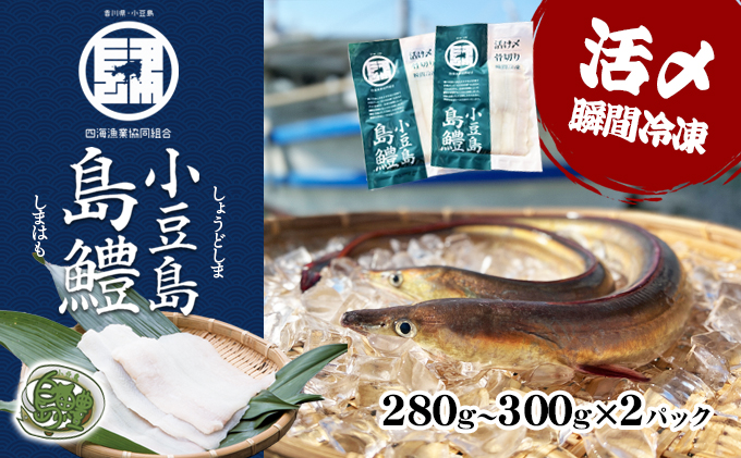 香川県土庄町のふるさと納税 【 小豆島 】『小豆島島鱧』活け締め骨切り瞬間冷凍  新鮮 海の幸 ハモ
