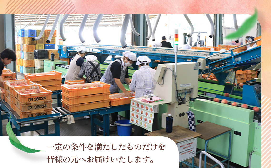 福島県桑折町のふるさと納税 No.140 もも【幸茜・2026年産先行受付】特秀　3kg　桑折町産　JAふくしま未来　桃