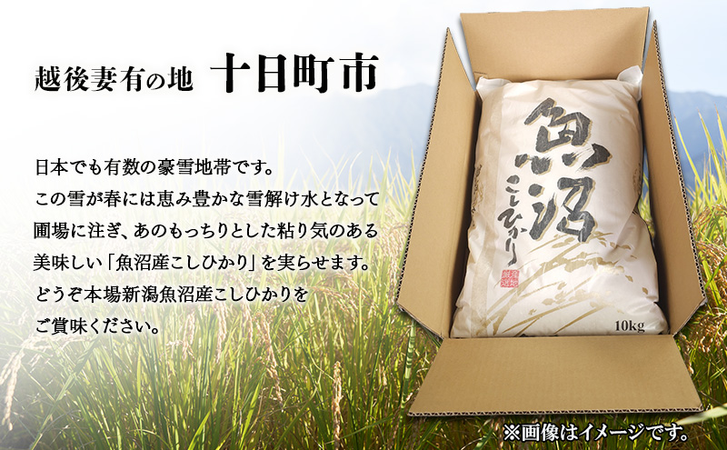 新潟県魚沼産こしひかり10Kg（精米） 米 コシヒカリ 精米 新潟県