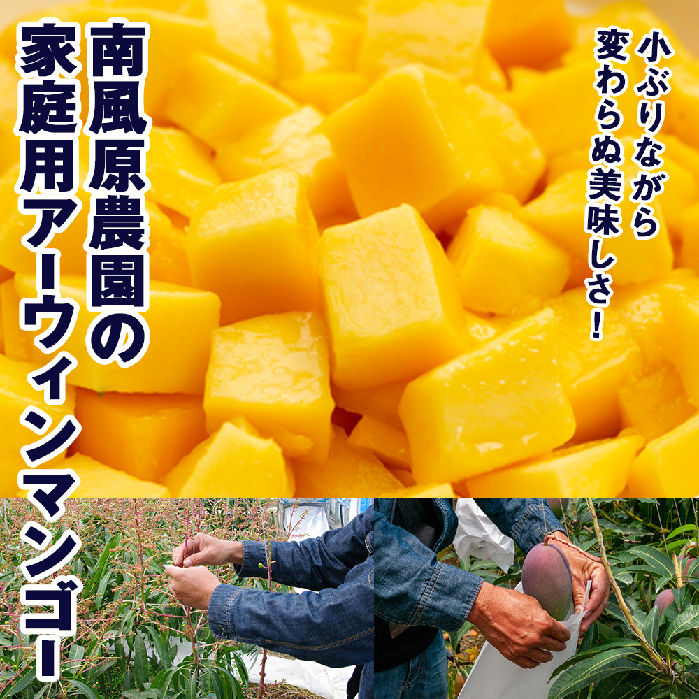 沖縄県南風原町のふるさと納税 【2026年発送】南風原農園　家庭用アーウィンマンゴー1.5kg