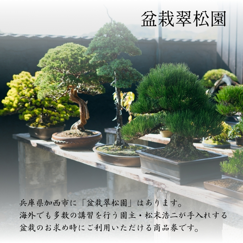 盆栽 翠松園 商品クーポン券 150,000円分 植物 観葉植物 園芸 商品券 兵庫県