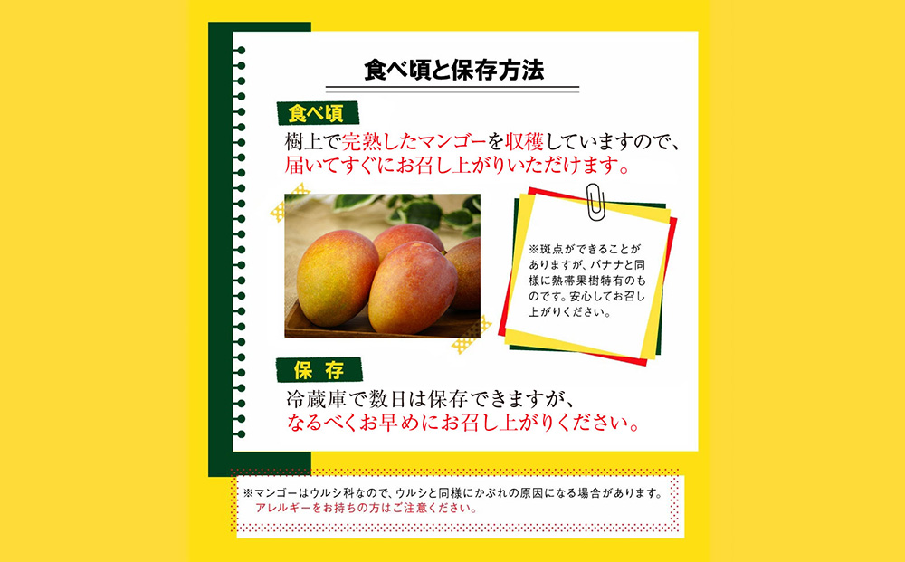 沖縄県 うるま市産 完熟 マンゴー 訳あり品  1.8kg【2026年発送】