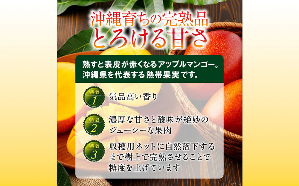沖縄県 うるま市産 完熟 マンゴー 訳あり品  1.8kg【2026年発送】
