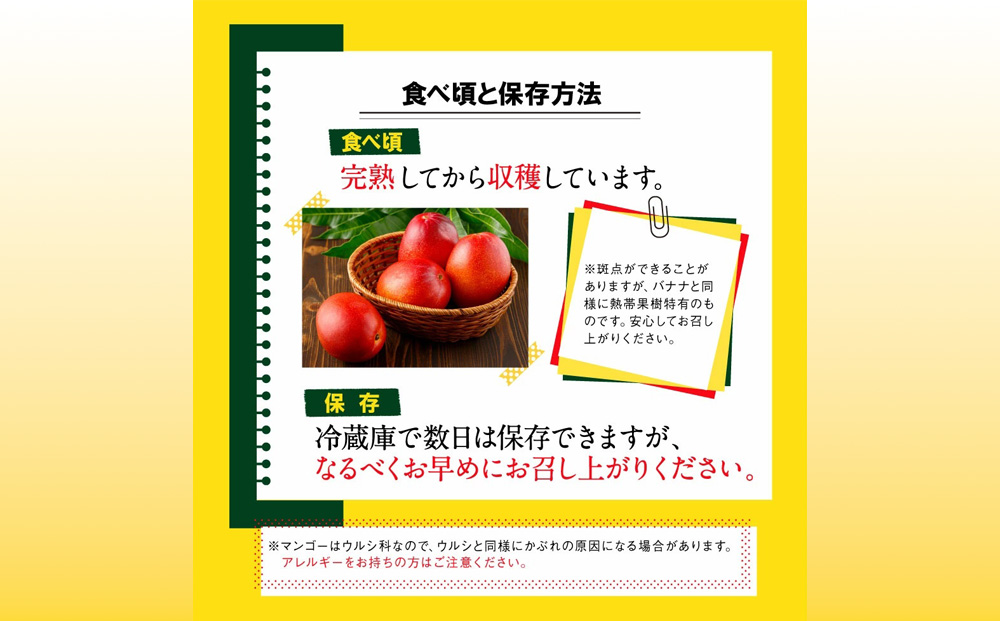 沖縄県 うるま市産 完熟 マンゴー 訳あり品  1.8kg【2026年発送】