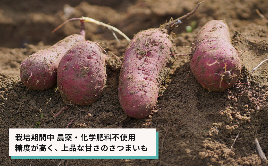【産地直送】安納芋（淡路島産）土付き　約5kg　不揃い【栽培期間中、農薬・化学肥料不使用】さつまいも