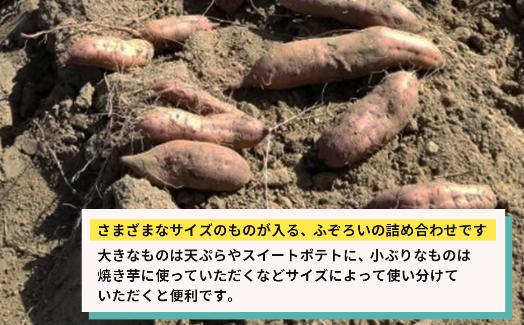 【産地直送】紅はるか（淡路島産）土付き　約5kg　不揃い【栽培期間中、農薬・化学肥料不使用】 さつまいも