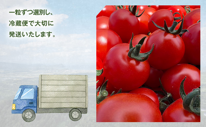 [先行受付] 北海道 仁木町産 ミニトマト キャロルスター 800g  （32粒～50粒）トマト 野菜  国産 プチトマト 甘み 使いやすい サラダ お弁当 家庭用 子供に人気  リコピン [REDA FARM]