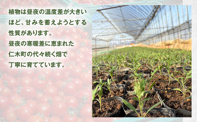 [先行受付] 北海道 仁木町産 ミニトマト キャロルスター 1.6kg （64粒～100粒）トマト 野菜 国産 プチトマト 甘み 使いやすい サラダ お弁当 家庭用 子供に人気 リコピン [REDA FARM]