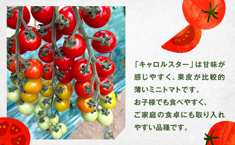 [先行受付] 北海道 仁木町産 ミニトマト キャロルスター 2.4kg （96粒～150粒）トマト 野菜 国産 プチトマト 甘み 使いやすい サラダ お弁当 家庭用 子供に人気 リコピン [REDA FARM]