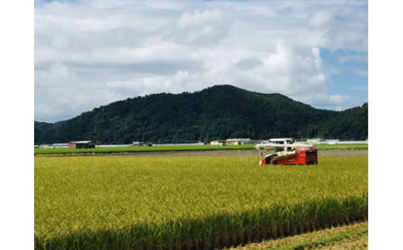 【7年産】近江米　コシヒカリ　白米【20kg（10kg×2袋）】【V016W】