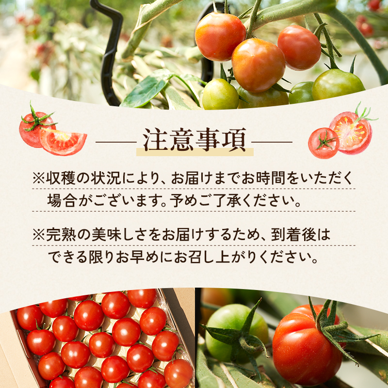 トマト 中玉 800g～1kg よしよし畑のあま～いトマト とまと 季節の野菜 旬の野菜 新鮮 農家直送 夏野菜 野菜