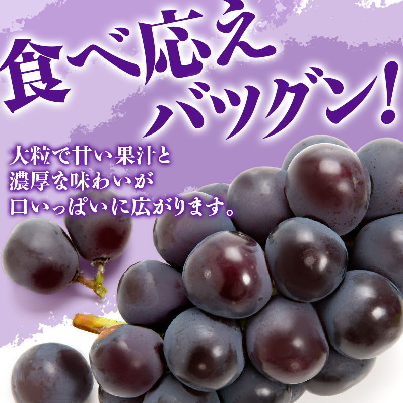 【2026年先行受付】 白桃 ニューピオーネ 約1.2kg セット 桃 2玉 ぶどう 1房 岡山県産  御中元 ギフト 御礼 プレゼント 御礼 御祝 御供 果物 くだもの フルーツ もも モモ 葡萄 ブドウ