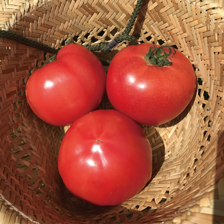 【10ヶ月定期便】身体が喜ぶ季節の野菜ハーフセット(6～7品)｜野菜 やさい 野菜セット セット 詰め合わせ おまかせ 定期便 野菜定期便 茨城県 行方市(BI-43)