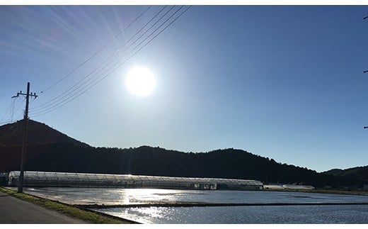 【7年産】近江米 環境こだわり栽培 コシヒカリ 無洗米【5kg×1】【BN14W】 5kg 米 こしひかり 新米 コシヒカリ おこめ 贈り物 人気米 ご飯 白米 コメ 贈答 滋賀県 近江八幡市 無洗米