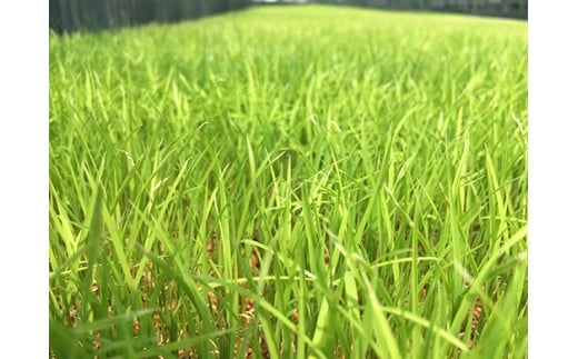 【7年産】近江米 環境こだわり栽培 みずかがみ 無洗米【5kg×1】【BN15W】みずかがみ 米 お米 こめ コメ 白米 ご飯 精米 5kg 10kg 国産 送料無料 おすすめ 人気 大人気 国産 ランキング 無洗米