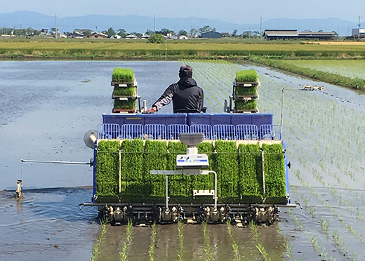 【7年産】近江米 環境こだわり米 みずかがみ 無洗米【5kg×1】【BN15W】みずかがみ 米 お米 こめ コメ 白米 ご飯 精米 5kg 10kg 国産 送料無料 おすすめ 人気 大人気 国産 ランキング 無洗米