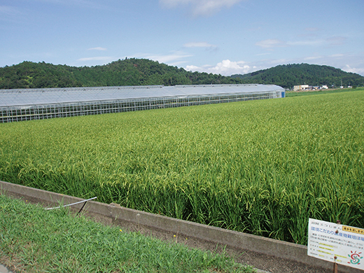 【7年産】近江米 環境こだわり米 みずかがみ 無洗米【5kg×1】【BN15W】みずかがみ 米 お米 こめ コメ 白米 ご飯 精米 5kg 10kg 国産 送料無料 おすすめ 人気 大人気 国産 ランキング 無洗米