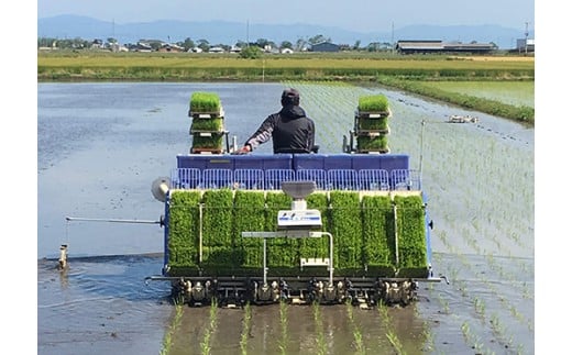【7年産】近江米 環境こだわり栽培 ミルキークイーン 無洗米【5kg×1】【BN16W】 米 5kg 10kg 白米 みるきーくいーん 国産 農家直送 環境こだわり お米 こめ おこめ 新米 先行予約 農家直送 産地直送 滋賀県 近江八幡市