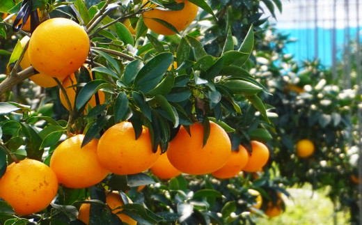 数量限定 ハウス栽培 訳あり まどんな 5kg わけあり みかん mikan 蜜柑 ミカン 国産 愛果28号 紅まどんな 同品種 あいか アイカ 高級 人気 ブランド 柑橘 ハウス栽培 マドンナ 甘い おいしい 前田ファーム 愛南町 愛媛県