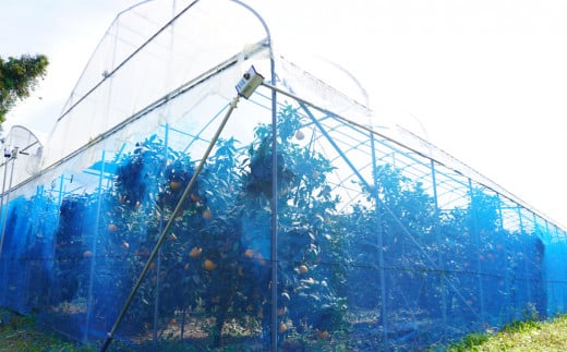 数量限定 ハウス栽培 訳あり まどんな 5kg わけあり みかん mikan 蜜柑 ミカン 国産 愛果28号 紅まどんな 同品種 あいか アイカ 高級 人気 ブランド 柑橘 ハウス栽培 マドンナ 甘い おいしい 前田ファーム 愛南町 愛媛県