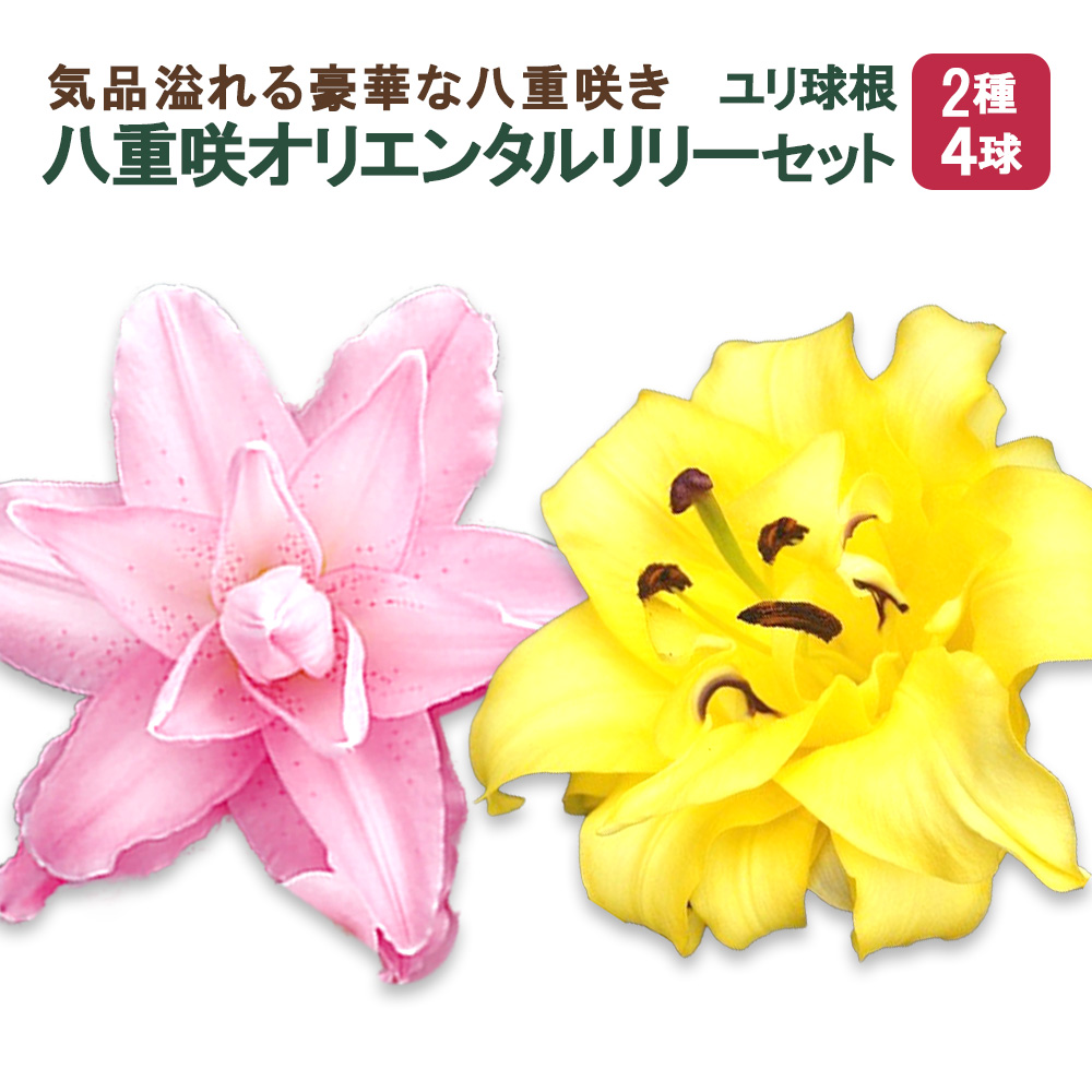 【ふるさと納税】ユリ球根 人気 八重咲 オリエンタルリリー セット 2種 4球 送料無料 ピンク イエロー 黄色 桃色