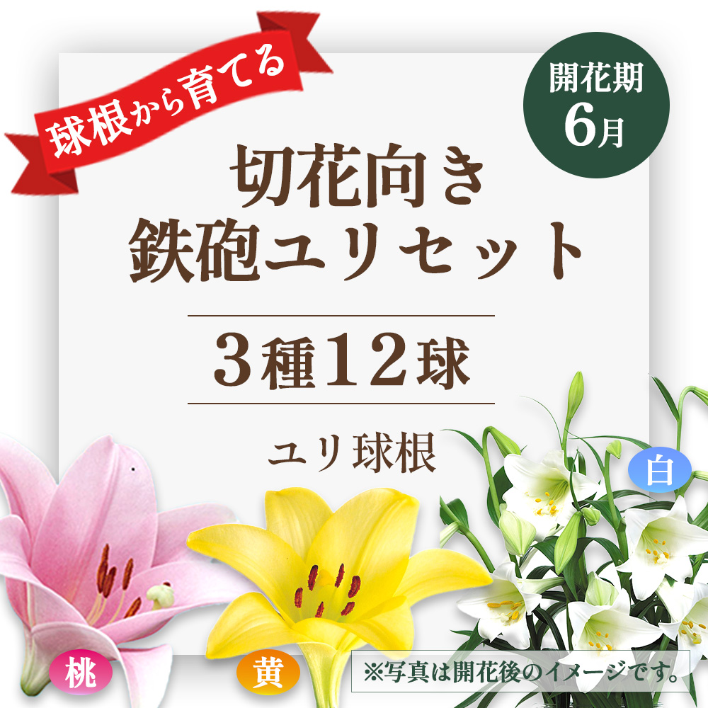 【ふるさと納税】ユリ球根　切花向き鉄砲ユリセット3種12球 花 フラワー 園芸 ガーデニング 植物 高品質 送料無料