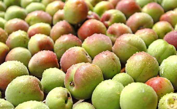 とてもすっぱい 熟成無塩の「くろ梅」　12袋セット　紅映梅を使用 梅干し 