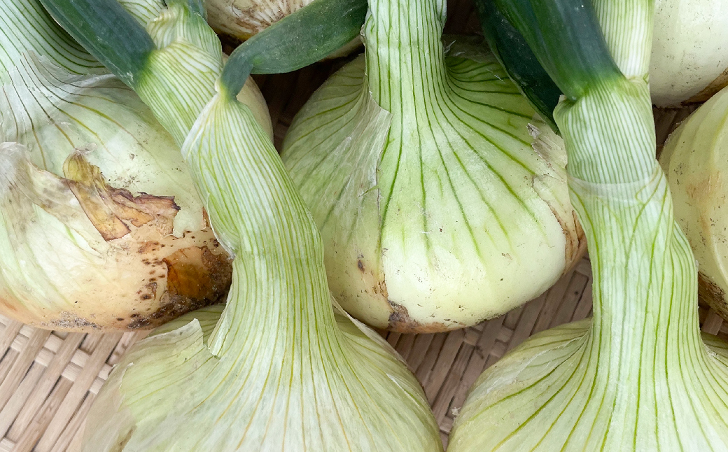 【新たまねぎ】淡路島 池上農場の「あやたけ」5kg【発送時期：2026年3月下旬～5月頃】　[新玉ねぎ]