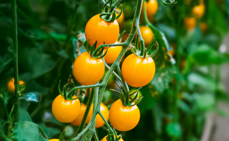 完熟 黄ミニトマト 100% ストレートジュース  720ml×1本 (阿部農園) トマトジュース トマト ミニトマト ジュース 濃厚 野菜 飲料 ソフトドリンク 瓶 北海道 富良野市