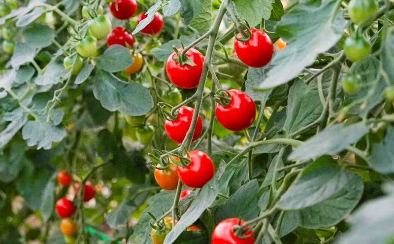 完熟 ミニトマト 100% ストレートジュース  720ml×2本[赤・黄セット] 阿部農園 トマトジュース トマト ミニトマト ジュース 濃厚 野菜 飲料 ソフトドリンク 瓶 北海道 富良野市