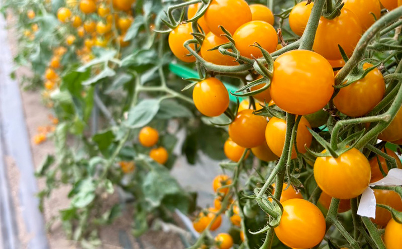 完熟 ミニトマト 100% ストレートジュース  720ml×2本[赤・黄セット] 阿部農園 トマトジュース トマト ミニトマト ジュース 濃厚 野菜 飲料 ソフトドリンク 瓶 北海道 富良野市