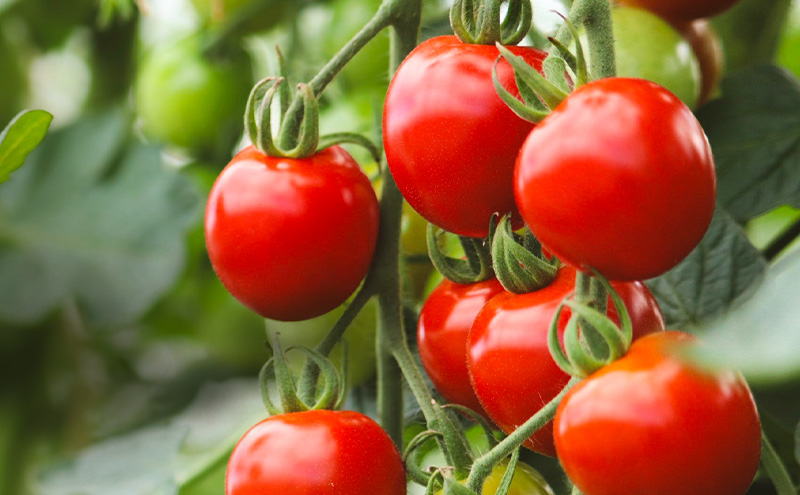 【2026年夏発送】富良野産 ミニトマト (赤) 約3kg (阿部農園) トマト ミニトマト 野菜 新鮮 農家直送 北海道 富良野市