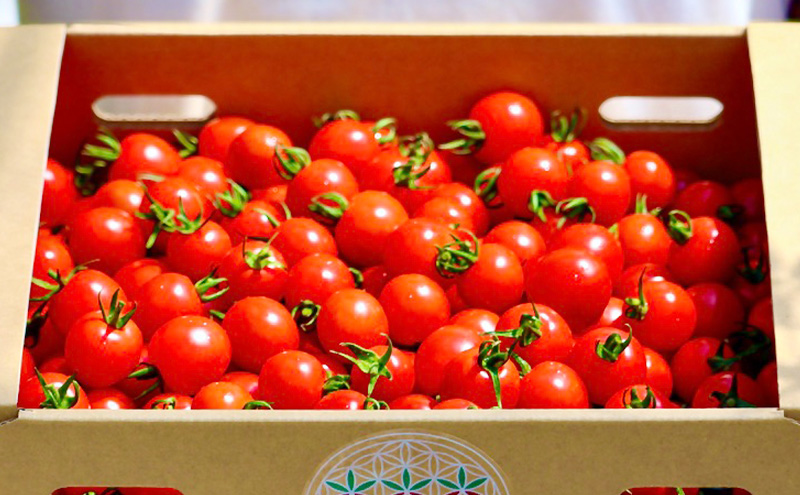 富良野産 ミニトマト (赤) 約3kg (阿部農園) トマト ミニトマト 野菜 新鮮 農家直送 北海道 富良野市