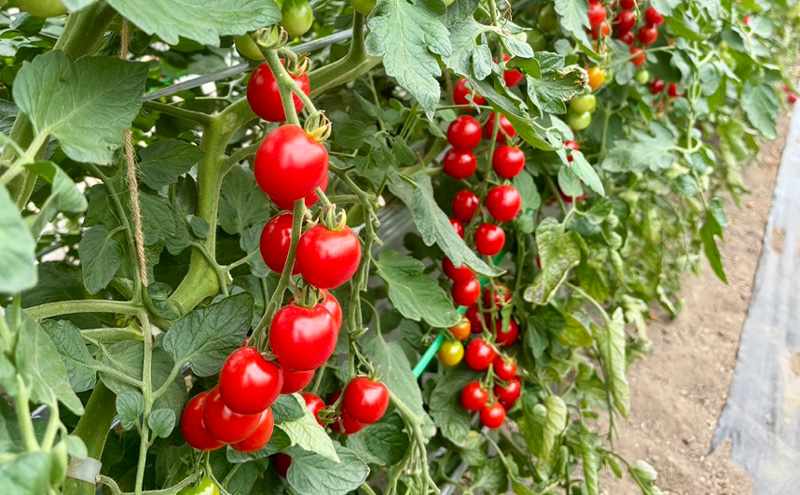 富良野産 ミニトマト (赤) 約3kg (阿部農園) トマト ミニトマト 野菜 新鮮 農家直送 北海道 富良野市