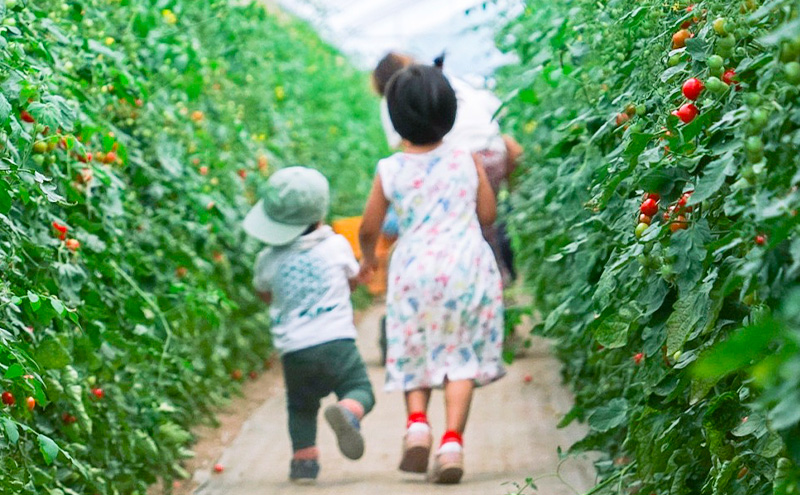 富良野産 ミニトマト (赤) 約3kg (阿部農園) トマト ミニトマト 野菜 新鮮 農家直送 北海道 富良野市