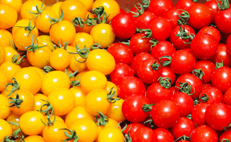 富良野産 ミニトマト (赤・黄) 詰め合わせ 約3kg (阿部農園) トマト ミニトマト 野菜 新鮮 農家直送 北海道 富良野市