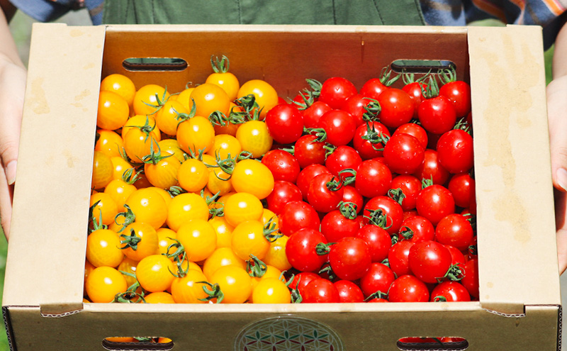 富良野産 ミニトマト (赤・黄) 詰め合わせ 約3kg (阿部農園) トマト ミニトマト 野菜 新鮮 農家直送 北海道 富良野市