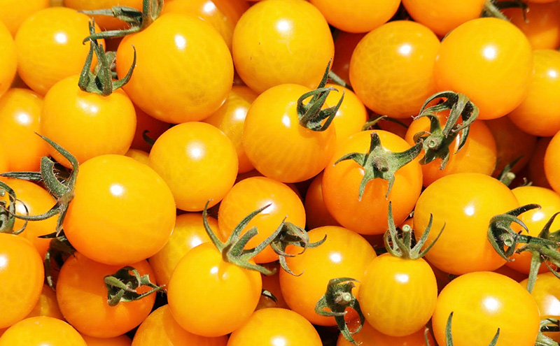 富良野産 ミニトマト (赤・黄) 詰め合わせ 約3kg (阿部農園) トマト ミニトマト 野菜 新鮮 農家直送 北海道 富良野市