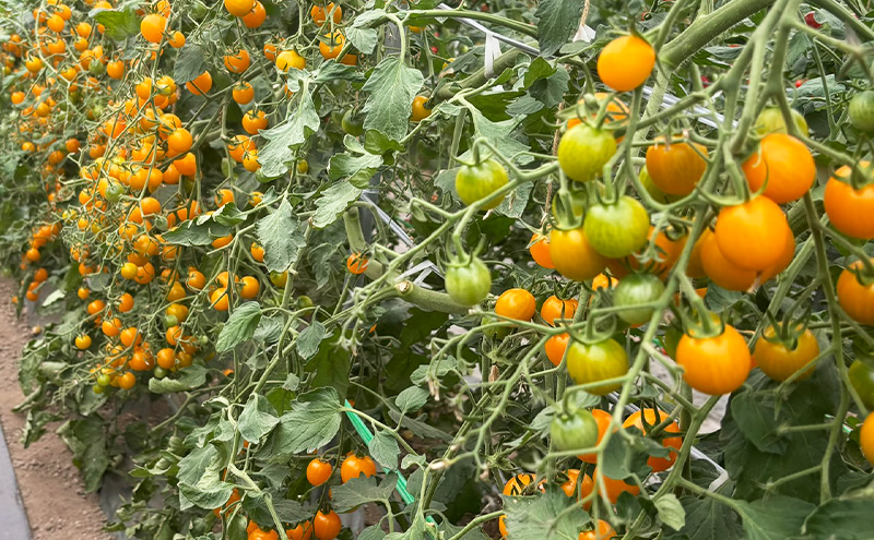 富良野産 ミニトマト (赤・黄) 詰め合わせ 約3kg (阿部農園) トマト ミニトマト 野菜 新鮮 農家直送 北海道 富良野市