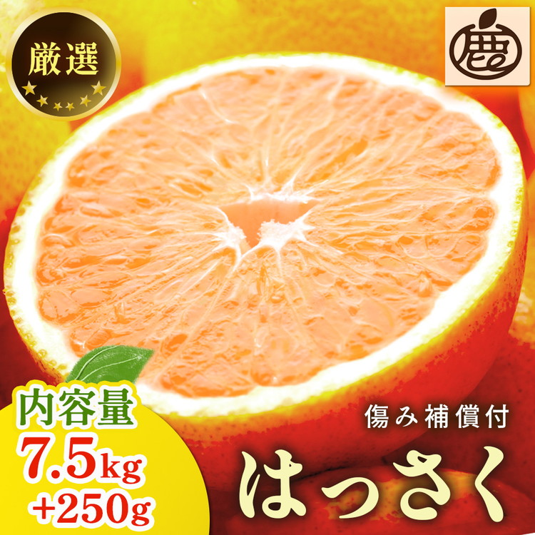 ＜1月より発送＞厳選はっさく7.5kg+250g（傷み補償分） ｜ 八朔みかん ハッサク ※北海道・沖縄・離島への配送不可 ※2026年1月上旬～3月下旬頃に順次発送予定 ◇
